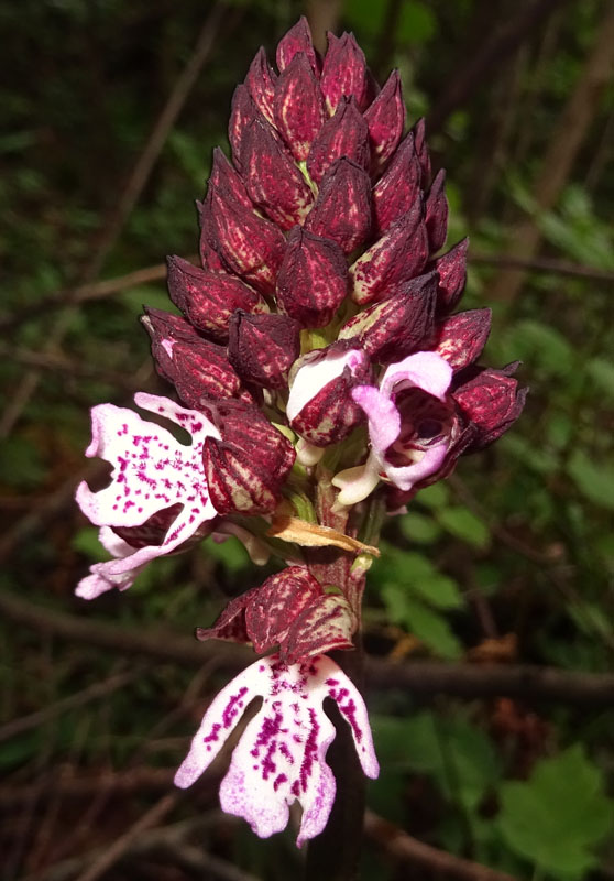 Orchis purpurea